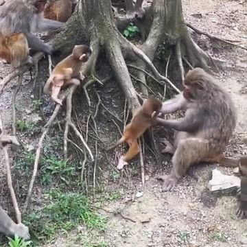 Macacs in Asian countries