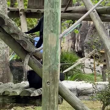 1-min monkeys at Tampa zoo