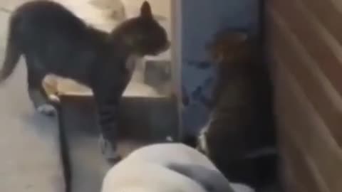 Cat's fight