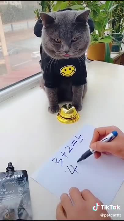 Funny, fun, and lively cats 2 #Shorts