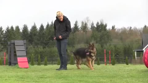 Obedience IPO Trained Versatility German Shepherd