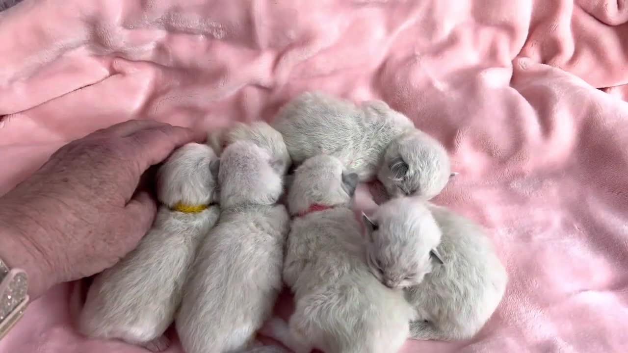 One week old Ragdoll Kiitens