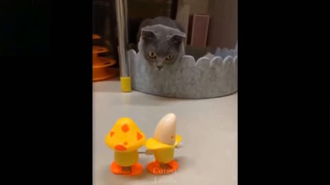 Cat funny videos with unlimited laughing
