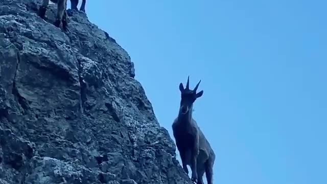 Goats climbing the cliff