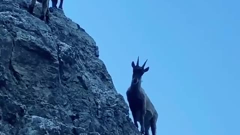 Goats climbing the cliff