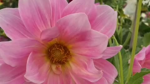 flower series