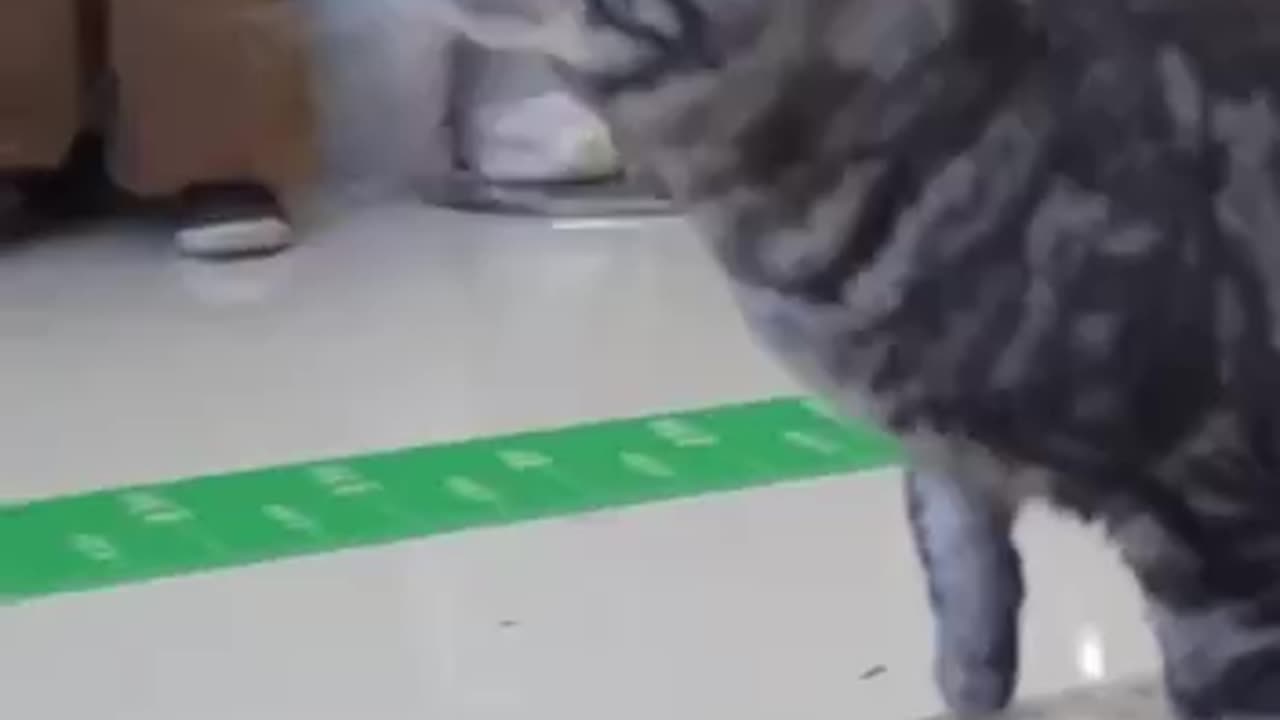 Skateboarding kitty wins reward of rubs and scratches