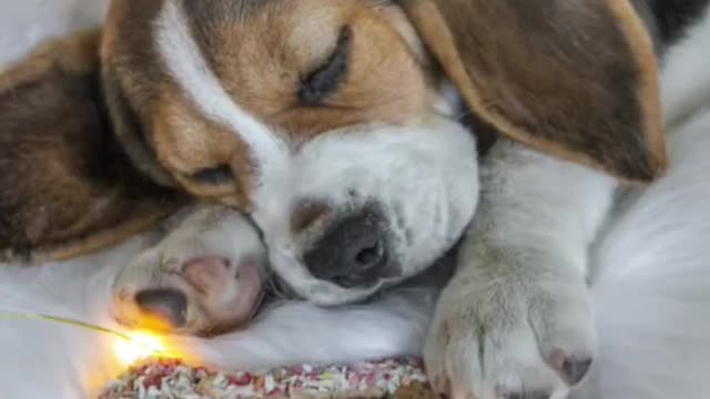 Cute dog sleeping#shorts