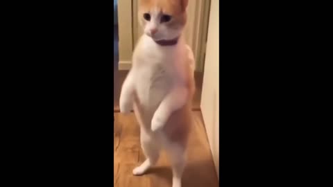 Funniest Animals Video -funny dogs and cats animals Video 2024,Comedy video