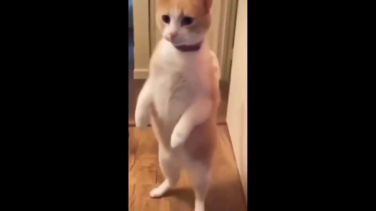 Funniest Animals Video -funny dogs and cats animals Video 2024,Comedy video