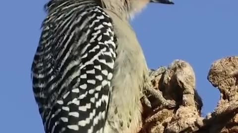 News Break: Bird Sounds