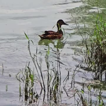 A beautiful duck by the river / beautiful water bird in the water.