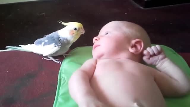 The parrot sings a song to the child to make him fall asleep