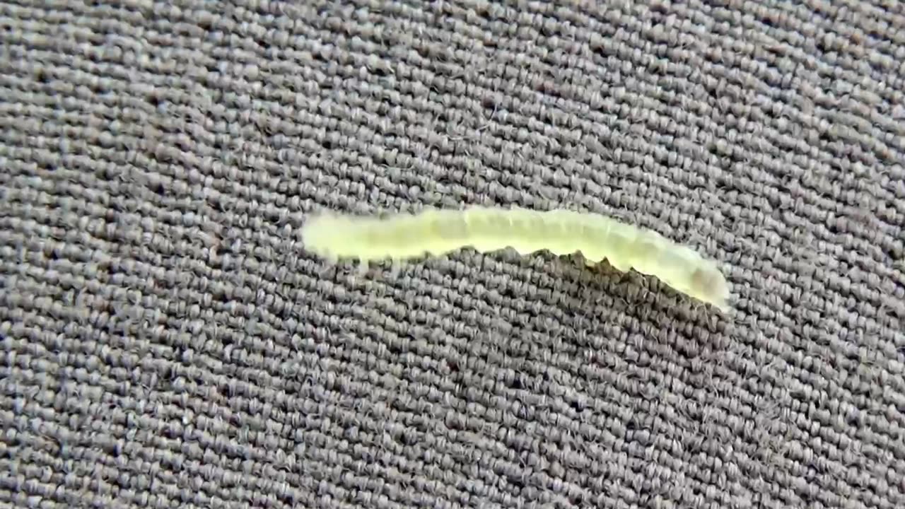 Caterpillar