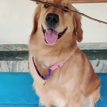 Teddy golden bear Does balance