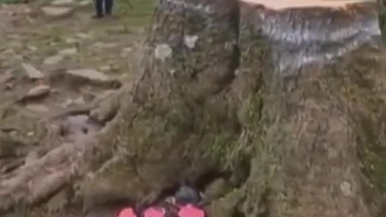 Un Joven tala el árbol más famoso de Reino Unido de más de 200 años