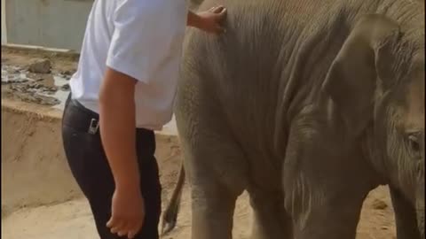 Baby elephant playing with the breeder