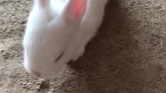 Baby rabbits walking