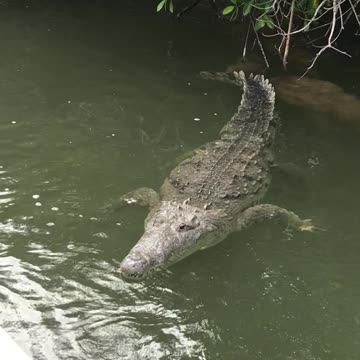 crocodile in the jungle