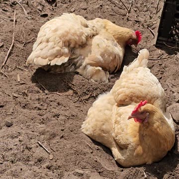 OMC! Back to back hens dirt bathing and practicing their pecking abilities! #chickens #hens #shorts