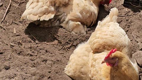 OMC! Back to back hens dirt bathing and practicing their pecking abilities! #chickens #hens #shorts