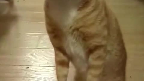 Orange Cat