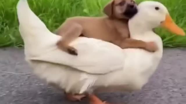 SO FRIENDLY, PUP RIDES ON THE DUCK'S BACK