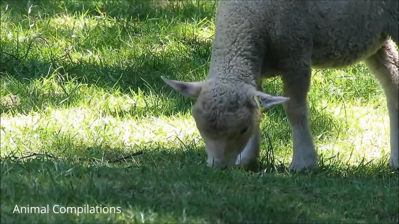 cute baby lamb