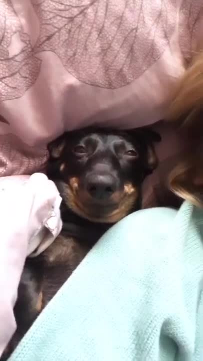 4.Only you 😊 #shorts #dog #tiktok