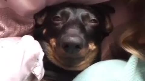 4.Only you 😊 #shorts #dog #tiktok