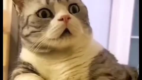 Funny animals compilation