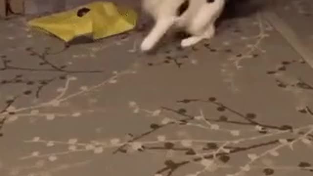 Cats are kittens