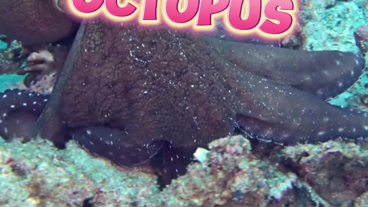 Interesting Facts about Octopus