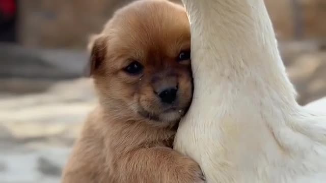 dog and duck friendship