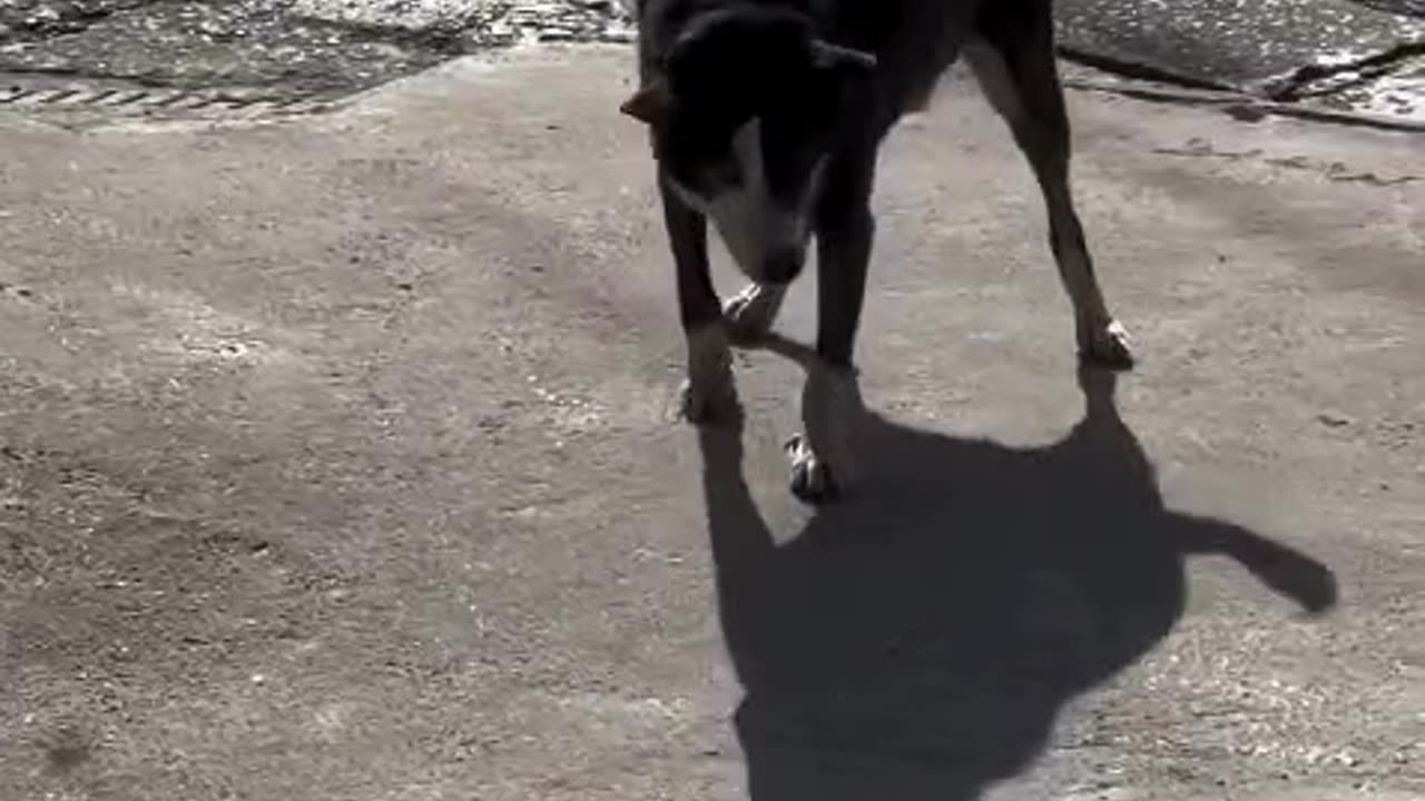 Did you know dogs are afraid of their own shadow? 🐶👀 Or maybe… they just want to fight it? 😅