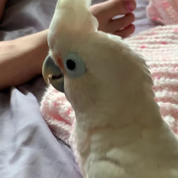 Beans determination to get computer mouse