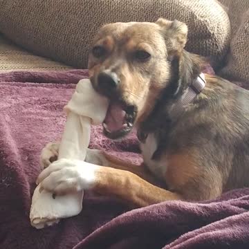 Marvel puppy devouring rawhide