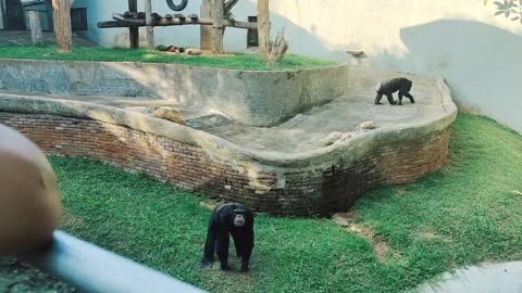 chimpanzee asking food