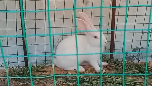 I raise three white rabbits at home