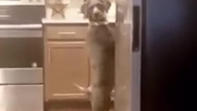 Funny cat when seen the beautiful girl