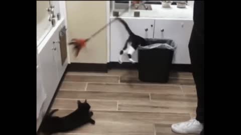 Gif video of cat falling into the trash