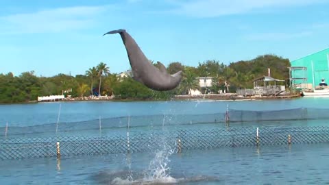 Dolphin dance beautiful gorgeous act perform