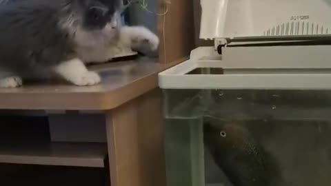 Cat fighting fish