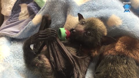 Premature flying-fox is born; Marley's first days