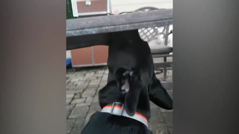 Cute Dog Licking Video