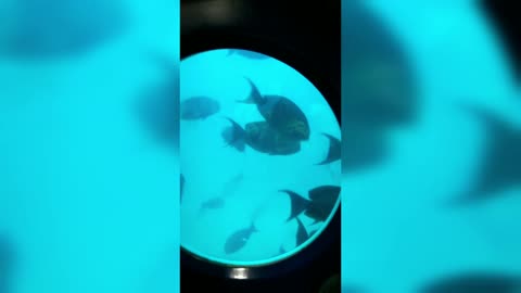 Very cute 🐟🐟🐟