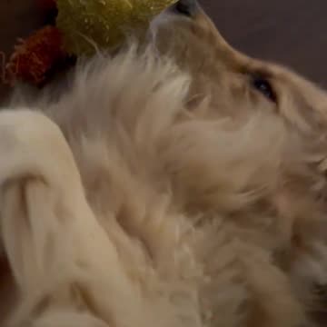 Fluffy, Golden Retriever Wants Belly Rubs Before Sleepytime....#dogshorts #dog #shortsviral