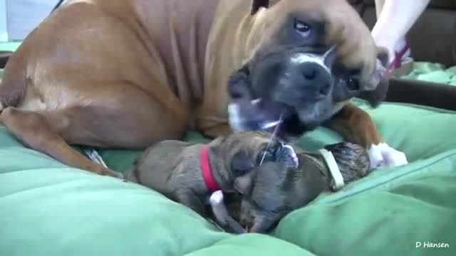 Dog has Amazing birth while standing and eat up the sac of the puppies!