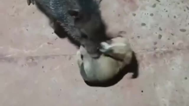 Baby dog and baby pig fight