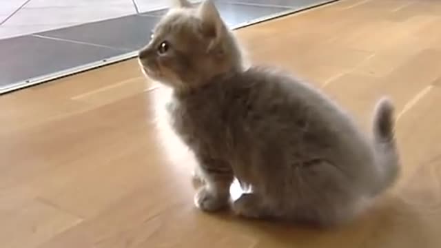 Cute munchkin baby kitten talks too much